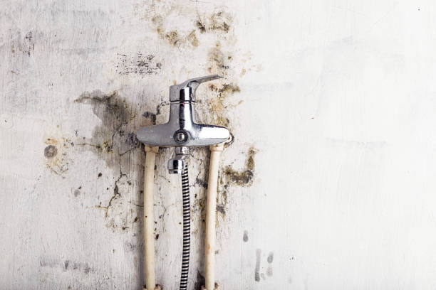 Best Mold Damage Repair  in Hidden Valley Lake, CA