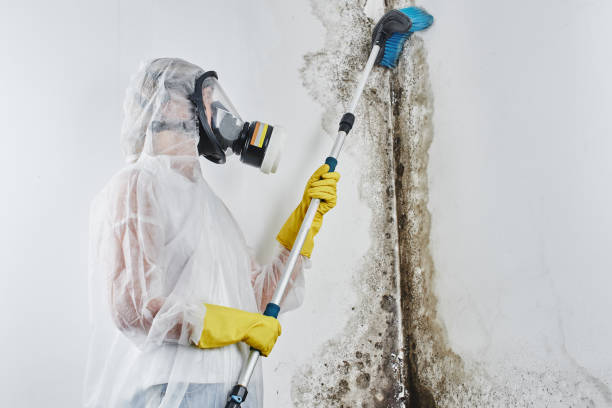 Certified Mold Removal in Hidden Valley Lake, CA