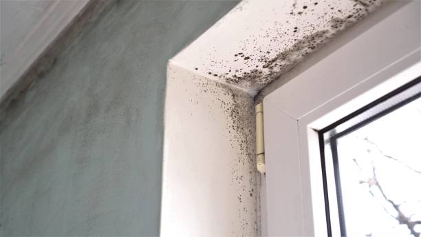 Best Local Mold Removal Service  in Hidden Valley Lake, CA