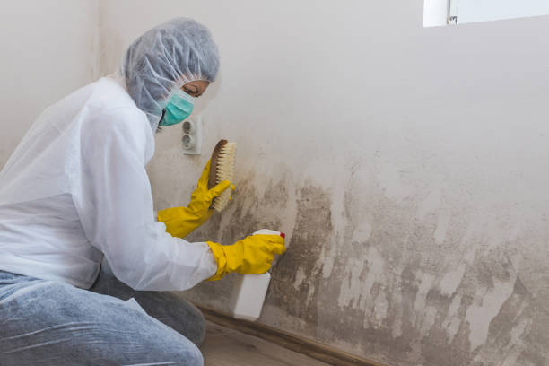 Best Toxic Mold Removal  in Hidden Valley Lake, CA