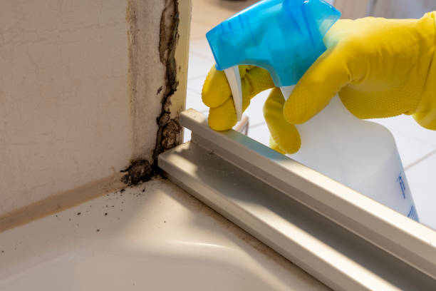 Best Certified Mold Removal  in Hidden Valley Lake, CA