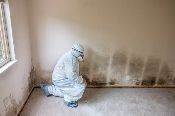 Best Mold Cleaning Services  in Hidden Valley Lake, CA