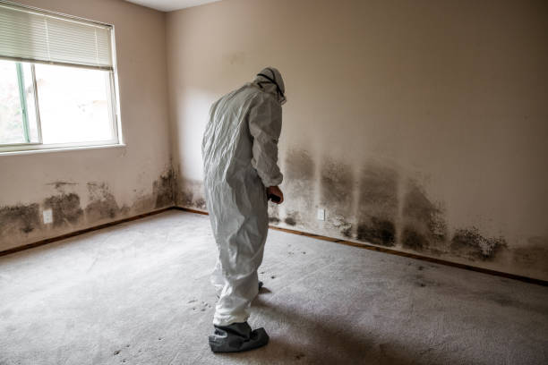 Best Best Mold Removal Companies  in Hidden Valley Lake, CA