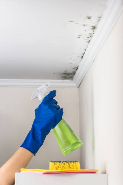Reliable Hidden Valley Lake, CA Mold Removal Solutions
